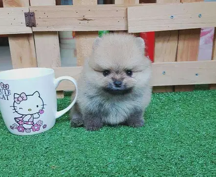 Awesome Teacup pomeranian puppies ready nowMy clever beautiful friendly puppies one lovely boy and one beautiful girl. These babies have been vet checked and ha-  We have 2 very cute male...