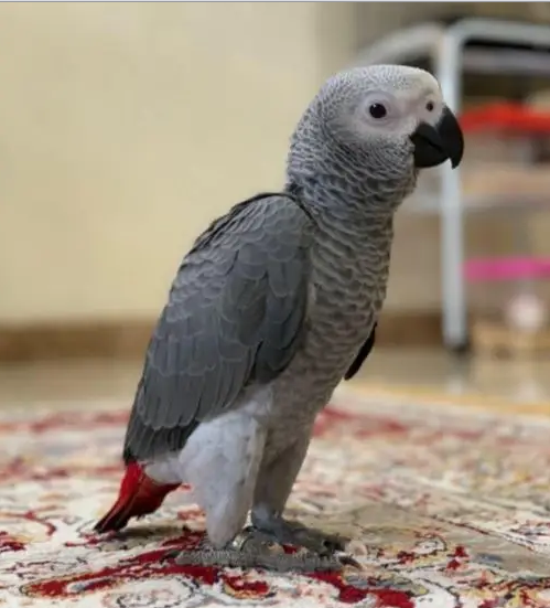 فرخ كاسكو عس او نهاية عس