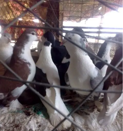 4 اجوز شرزي فاخر