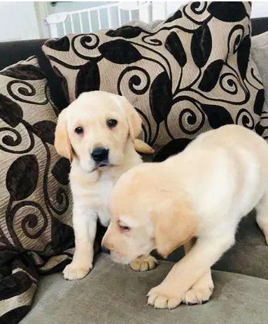 Labrador puppies