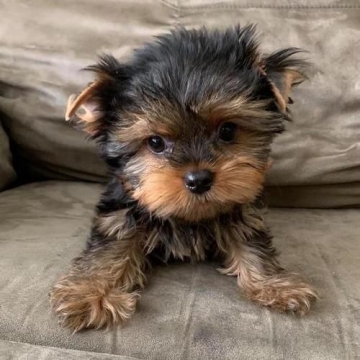 Lynn teacup 2024 yorkie puppies