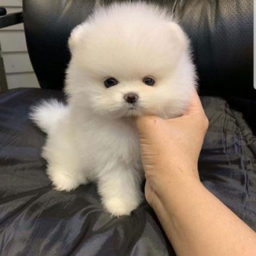 ancaboot website for free classified ads , Place you ad for FREE now.- - Awesome Teacup pomeranian puppies ready now
My clever beautiful...
