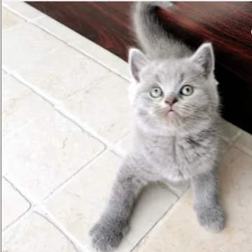 قطط , حيوانات- اعلن مجاناً في منصة وموقع عنكبوت للاعلانات المجانية المبوبة- - British Shorthair Female
Playful Kitten Light Grey Color, Like...
