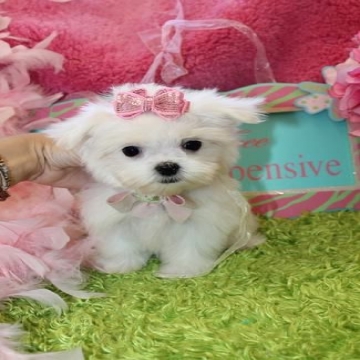 حيوانات , - اعلن مجاناً في منصة وموقع عنكبوت للاعلانات المجانية المبوبة- - Beautiful Teacup Maltese Puppies Available
They were born and...