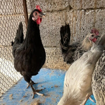 دجاج , حيوانات- اعلن مجاناً في منصة وموقع عنكبوت للاعلانات المجانية المبوبة- - دجاجه اسود صك حضان بعيالها