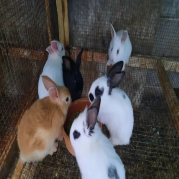 أرانب , حيوانات- اعلن مجاناً في منصة وموقع عنكبوت للاعلانات المجانية المبوبة- - ارانب بابيون للبيع
 العدد 12 ارنب عمر شهر بدون امراض