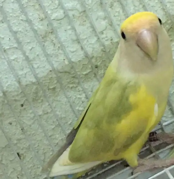 للبيع ذكر روز منتج 
الصحه ممتازه ما شاء الله