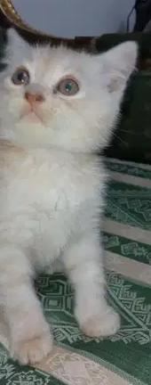 Russian Fluffy Cat Baby 1 Months Old-  قط شيرازي