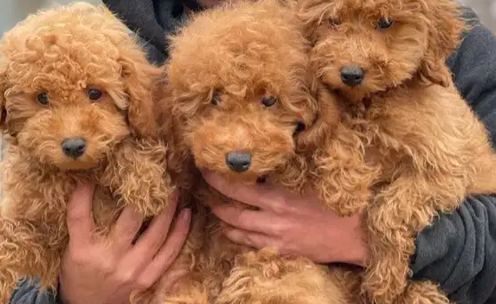 كلاب مستورده للبيع باسعار منافسه-  imported poodle puppies...