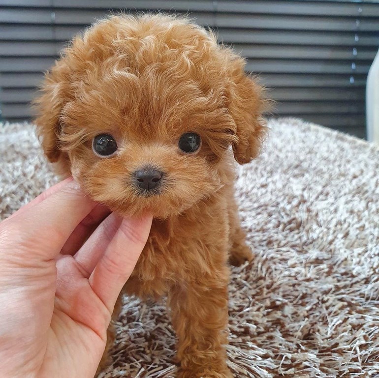 دوبرمان العمر 20 يوم-  Gorgeous toy poodle...