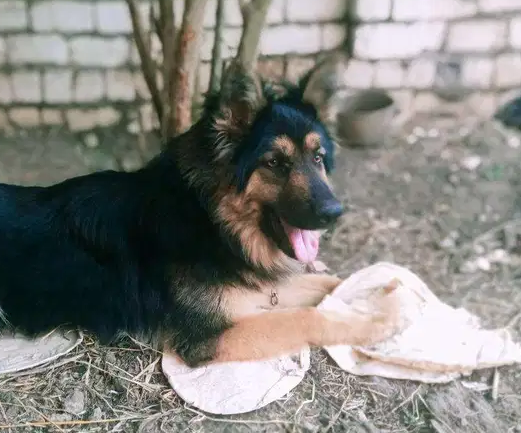 3 month Siberian huskey - Female-  كلب جيرمن