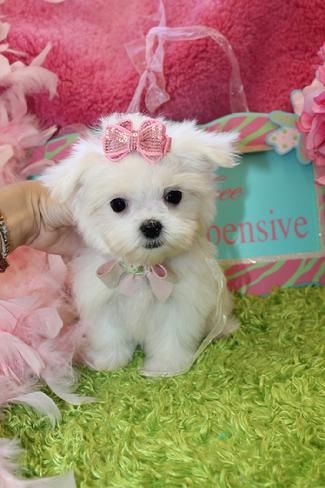 Gorgeous toy poodle puppies for saleThese puppies have have had the best start possible being brought up in our busy family home being spoil by my three childre-  Beautiful Teacup Maltese...