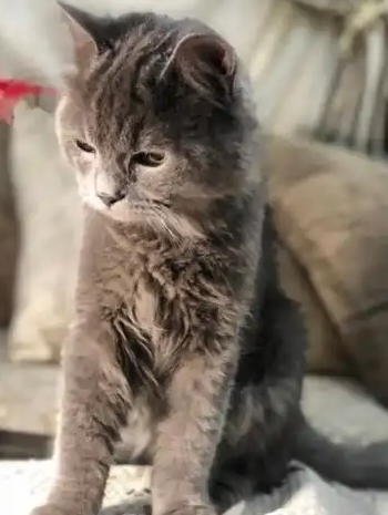 Male kitten-  قط بريتش للتزاوج و التلقيح