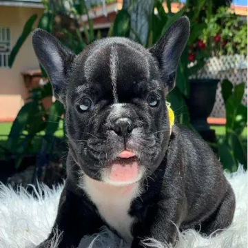 حيوانات , - اعلن مجاناً في منصة وموقع عنكبوت للاعلانات المجانية المبوبة- - 
Healthy French bulldog puppies available, 13 weeks old and very...