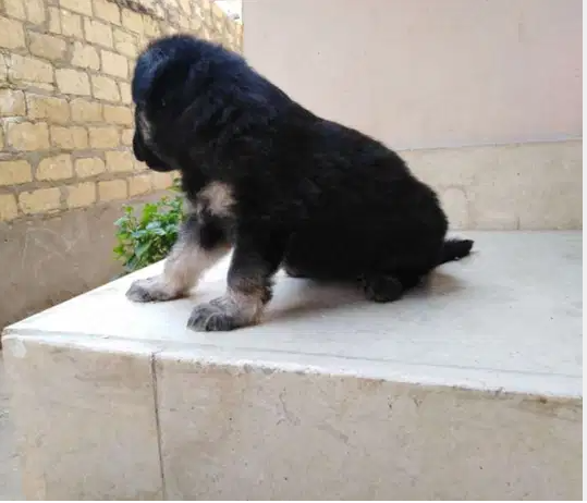 Awesome Teacup pomeranian puppies ready nowMy clever beautiful friendly puppies one lovely boy and one beautiful girl. These babies have been vet checked and ha-  كلاب جراوي للبيع جيرمان...
