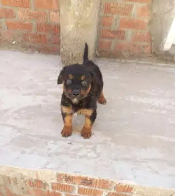 Quality Tiny Yorkie Puppies For SaleQuality Tiny Yorkie Puppies For Sale Our beautiful male and female puppies are now ready for new loving family. They have sh-  نتايه روت 50 يوم تقليب عالي