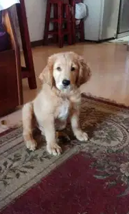 3 Cavalier King Charles puppies for Sale-  كلب جولدن بيور ذكر شهرين...