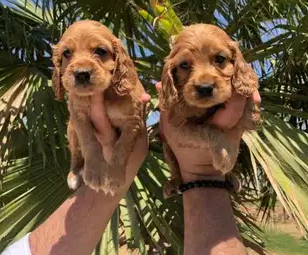 3 Cavalier King Charles puppies for Sale-  الان متاح جراء كوكر ذكور