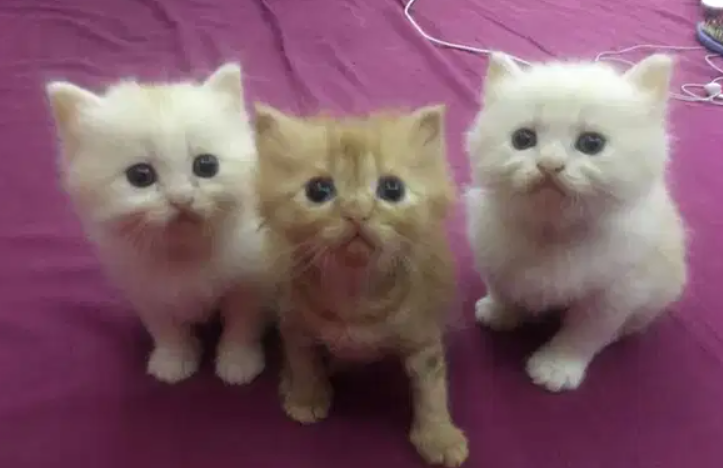 Three Months old Persian kittens قطط شيرازية بعمر ثلاثة أشهر-  قطط من اب شيرازي مون فيس...
