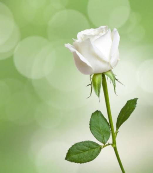 Mohammed811 Mohammed811